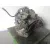 Caja Cambios para Renault Megane Ii (Bm0/1_, Cm0/1_)