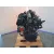 Motor Completo para Kia Sportage Iii (Sl)
