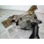 Bomba Aceite para Seat Altea (5P1)