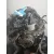 Despiece Motor para Ford Transit Courier
