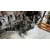Despiece Motor para Toyota Avensis (_T25_)