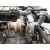 Motor Completo para Peugeot Expert Furgoneta (V_)