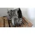 Caja Cambios para Citroën Berlingo Furgon/Monospace (B9)