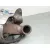 Filtro De Particulas para Ford Focus Iii