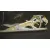 Elevalunas Delantero Izquierdo para Lexus Gs300 (Jzs160)