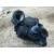 Termostato para Seat Ibiza (6L1)