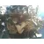 Motor Completo para Nissan Almera (N16/E)