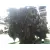 Motor Completo para Alfa Romeo 146
