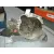Caja Cambios para Hyundai Accent (Lc)