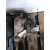 Caja Cambios para Nissan Almera (N16/E)