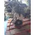 Despiece Motor para Opel Corsa D