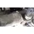 Despiece Motor para Renault Scenic Iii