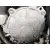 Despiece Motor para Seat Altea Xl (5P5)