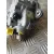 Bomba Inyeccion para Kia Carens ( )