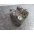 Brazo Suspension Superior Delantero Derecho para Volkswagen Touareg (7La)