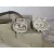 Electroventilador para Lexus Gs300 (Jzs160)