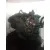 Despiece Motor para Audi A6 Berlina (4B2)