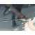 FORD FOCUS BERLINA (CAK) FORD FOCUS BERLINA (CAK) '2002 1.8 TDCI TURBODIESEL CAT NEGRO 1998