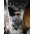 OPEL CORSA E OPEL CORSA E '2018 1.4 16V CAT (B 14 XEL / LDD) BIVALENT. GASOLINA / GPL BLANCO 2014