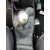 RENAULT MEGANE II BERLINA 5P RENAULT MEGANE II BERLINA 5P '2004 1.6 16V GRIS PLATA 2002