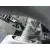 RENAULT KANGOO RENAULT KANGOO '2018 FURGON PROFESIONAL BLANCO 2018