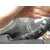 SUZUKI SX4 RW (EY) '2011 GL GRIS