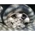 FIAT DOBLO CARGO FIAT DOBLO CARGO '2010 1.6 JTDM 16V CAT GRIS PLATA 2010