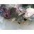 FORD FIESTA (CB1) FORD FIESTA (CB1) '2009 AMBIENTE ROJO 2008