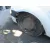 DACIA LOGAN DACIA LOGAN '2008 AMBIANCE BLANCO 2005