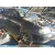 AUDI A3 (8L) AUDI A3 (8L) '1997 1.8 AMBIENTE AZUL 1996