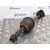 Transmision Delantera Izquierda para Nissan Primastar (X83)