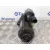 Motor Arranque para Volkswagen Golf Vi (5K1)