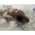 Enfriador Gases para Citroën C4 Grand Picasso