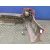 Paragolpes Trasero para Audi A4 Avant (8E)