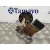 Aforador para Honda Accord Berlina (Cl/Cn)