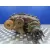 Caja Transfer para Jeep Gr.cherokee (Wj/Wg)