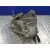 Caja Cambios para Peugeot 308