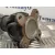 Transmision Central Delantera para Bmw Serie 5 Berlina (E60)