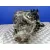 Caja Cambios para Ford Focus C-Max (Cap)