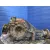 Diferencial Delantero para Nissan Terrano/Terrano.ii (R20)