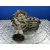 Caja Transfer para Nissan Pick-Up (D22)