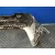 Paragolpes Trasero para Mercedes-Benz Clase C (W203) Berlina