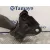 Brazo Suspension Inferior Delantero Izquierdo para Mazda 3 Lim. (Bl)
