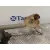 Motor Limpia Delantero para Toyota Corolla Verso (R1)