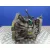 Caja Cambios para Renault Espace Iv (Jk0)
