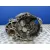 Caja Cambios para Seat Leon (1P1)