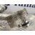 Tubos Aire Acondicionado para Audi A3 Sportback (8P)