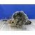 Caja Cambios para Opel Corsa C