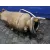 Catalizador para Ford Transit Kastenwagen (Ttg)