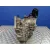 Caja Cambios Automatica para Toyota Iq